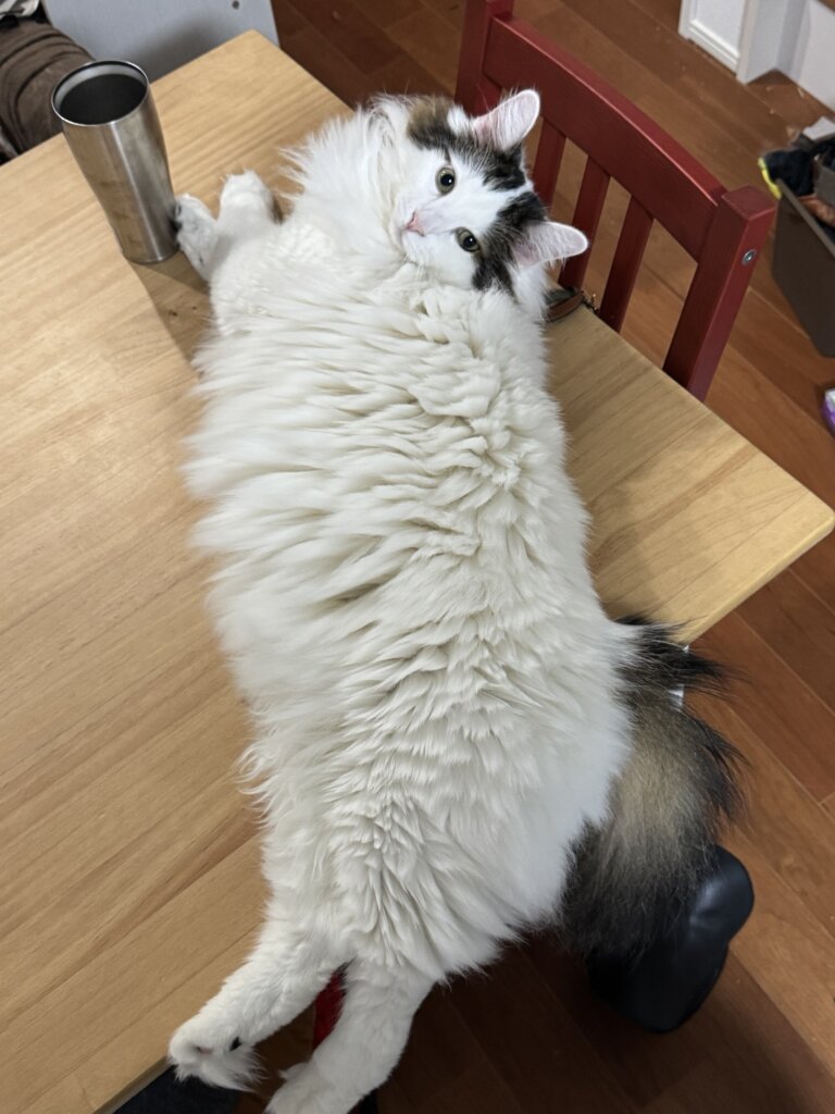 エアコンのある涼しい部屋で床に伏せる長毛猫